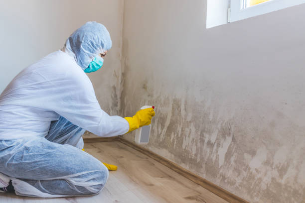 Licensed Mold Inspection service in Haskell, NJ - WQB Mold Removal
