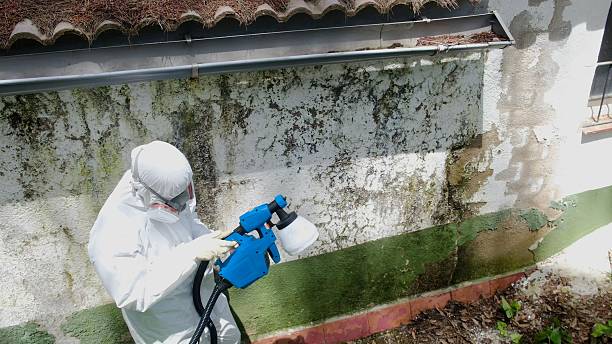 Top rated local Mold Inspection specialists in Haskell, NJ